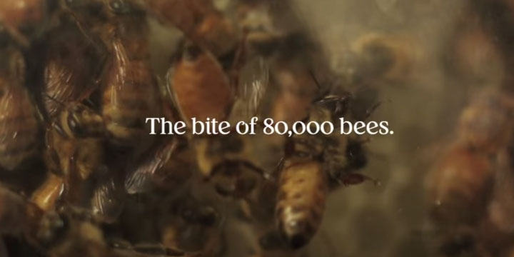 campagne-whisky-dewars-abeilles