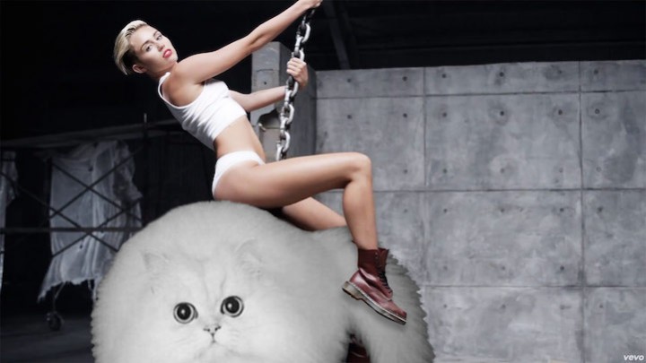 chat rond cyrus