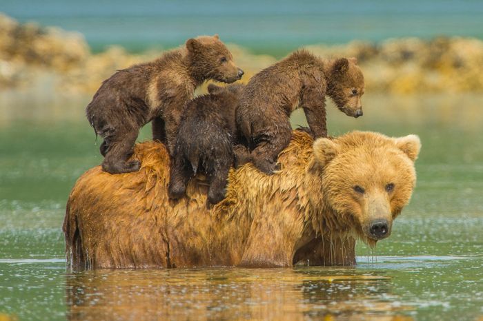 famille ours