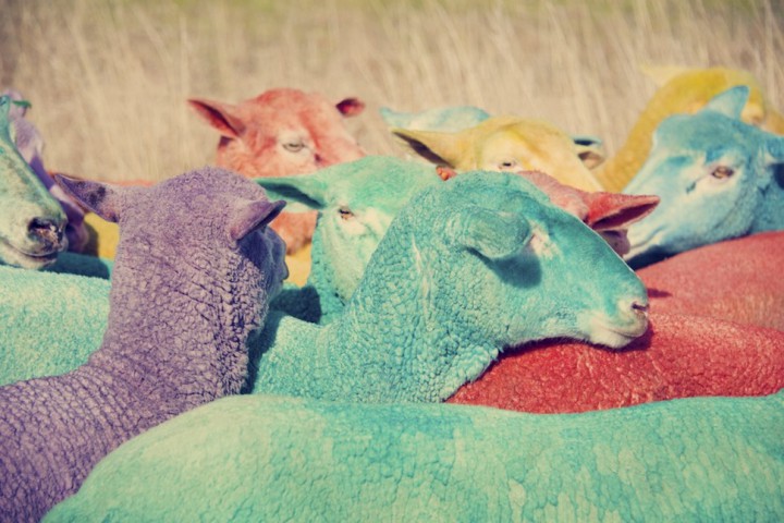 moutons couleurs gray malin 4