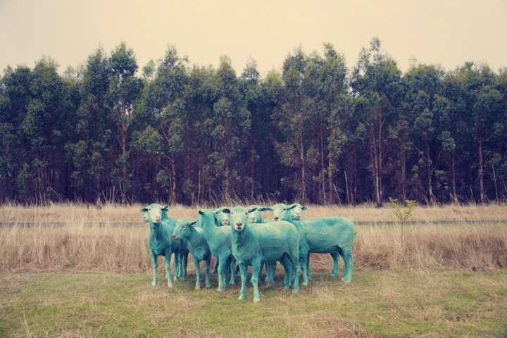 moutons couleurs gray malin 7