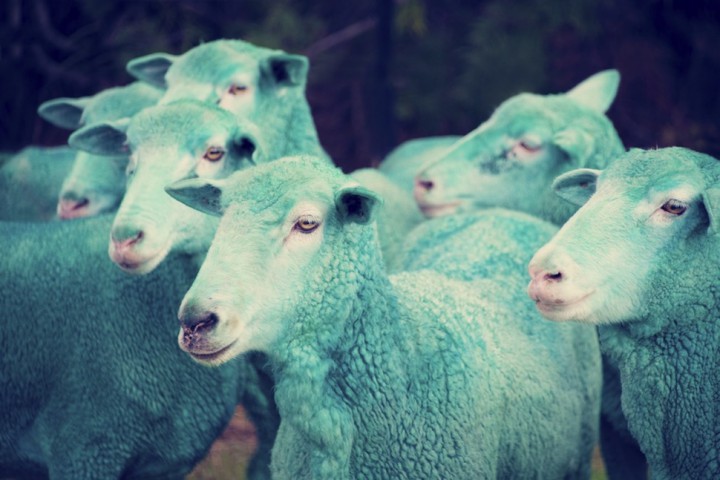 moutons couleurs gray malin 8