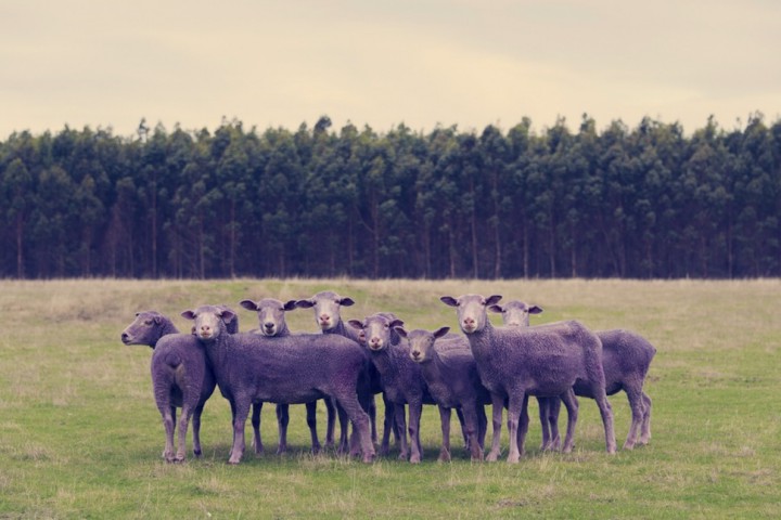 moutons couleurs gray malin 9