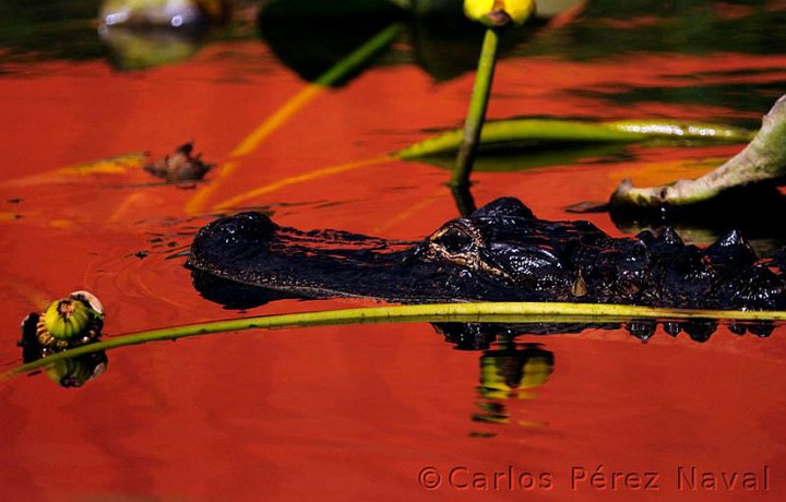 carlos perez naval photo crocodile