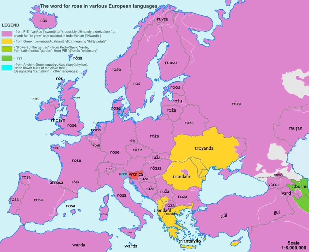 carte traduction mot rose en europe