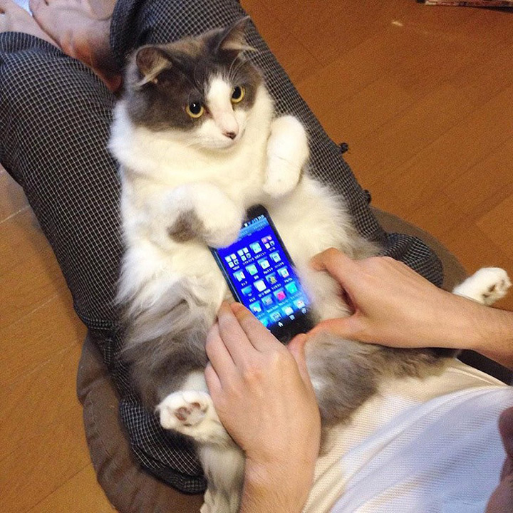chat smartphone