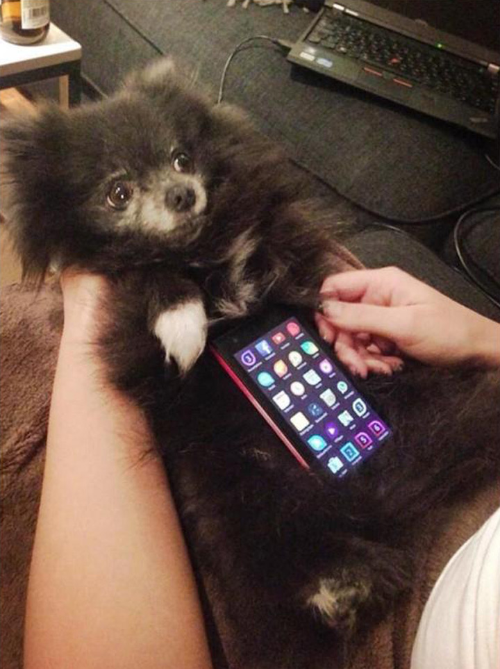 chien smartphone