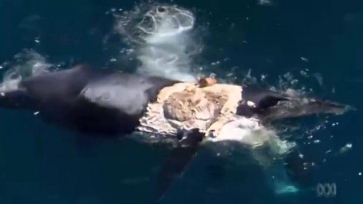 homme baleine morte requins