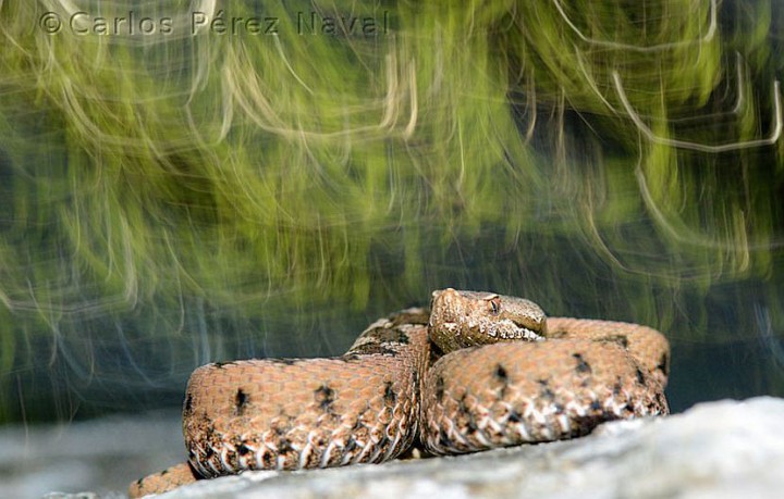 photo serpent carlos perez naval