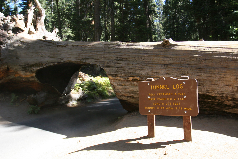 tunnel log californie 2