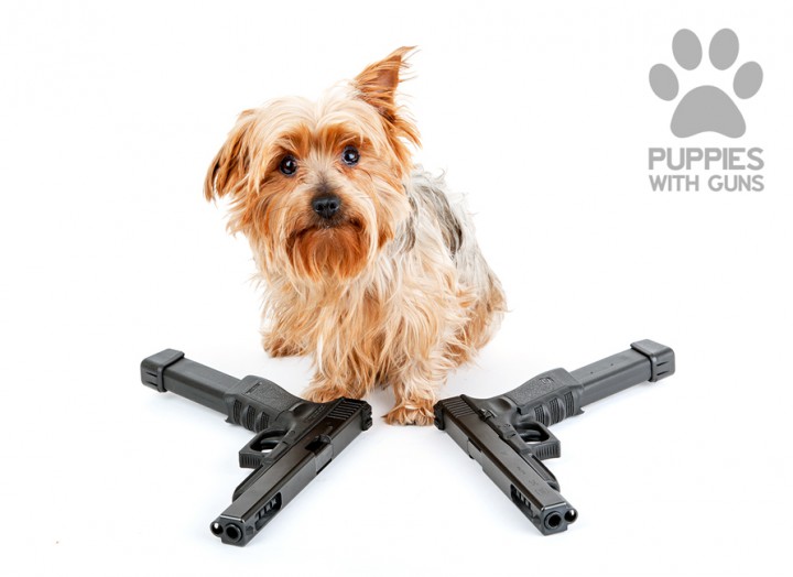 Puppies with guns Yorkshire