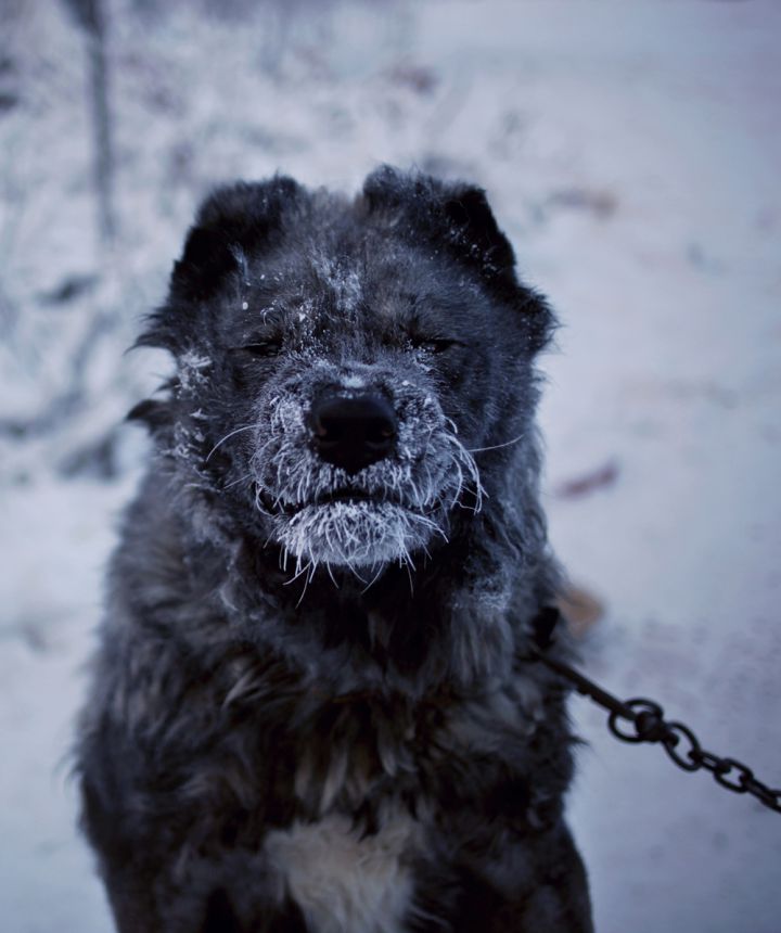 photo chien amos chapple yakutsk