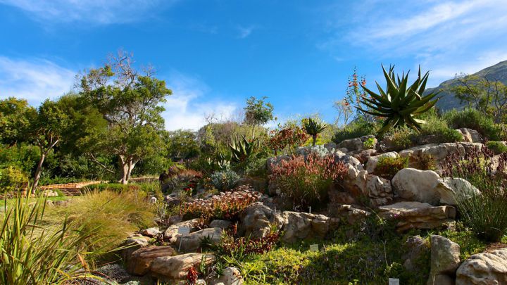 Kirstenbosch jardin le cap afrique du sud