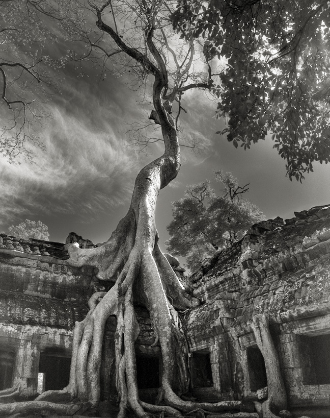 beth moon photos vieux arbres cambodge