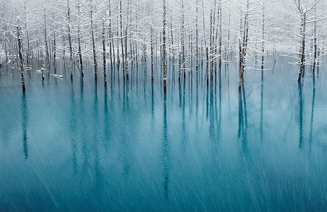 lac gele japon shiraishi