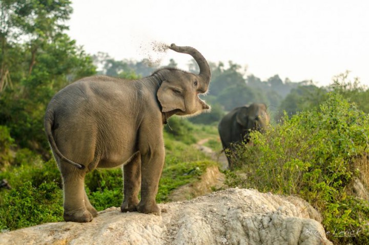 photo elephant sumatra