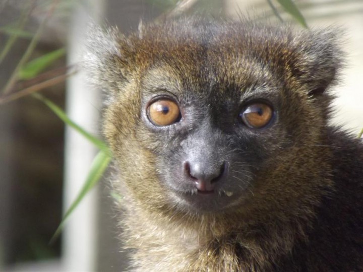 photo lemur bambou dore