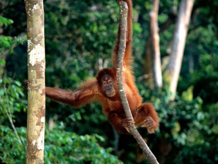photo orang outran sumatra