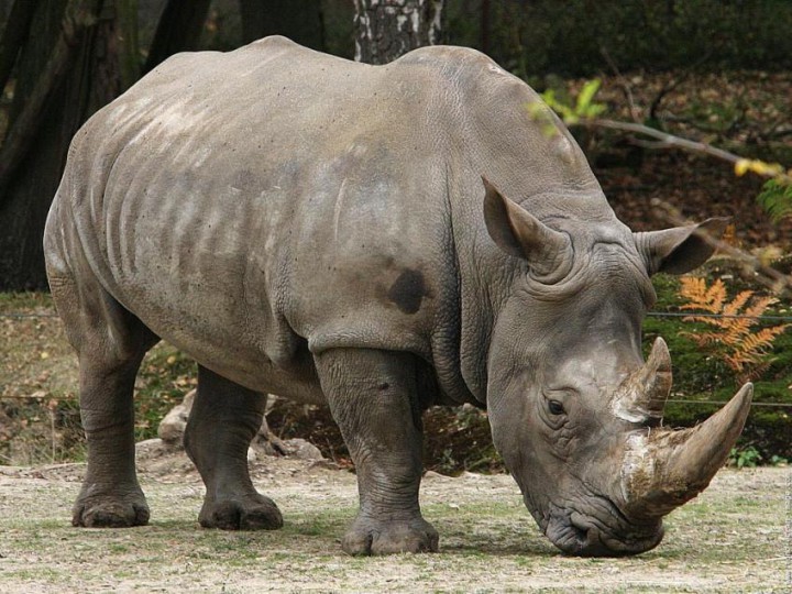 photo rhinoceros java
