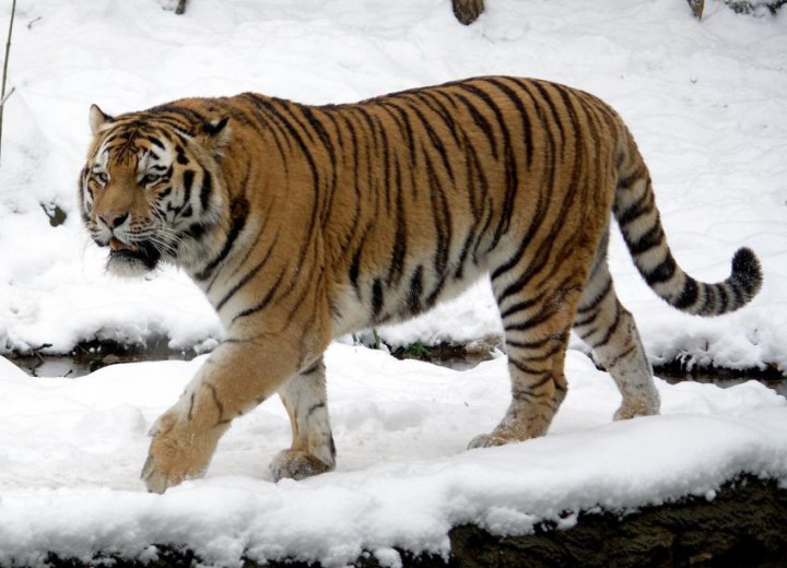 photo tigre de siberie