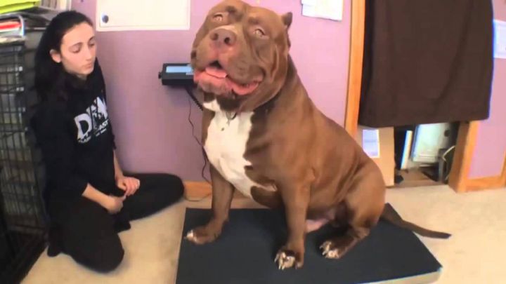 Hulk Pitbull chien