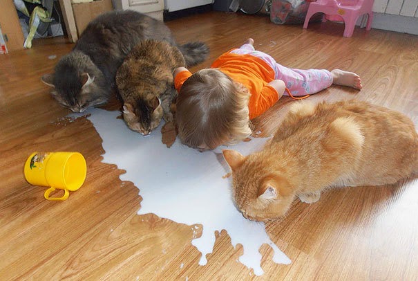 enfant lait chats