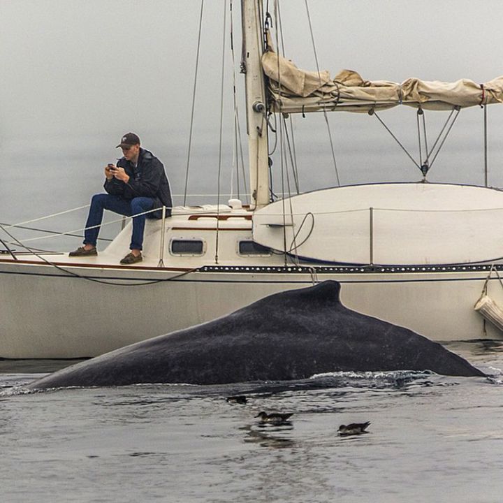homme baleine bateau smartphone