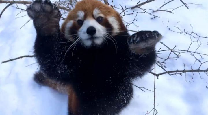 pandas roux neige zoo cincinnati