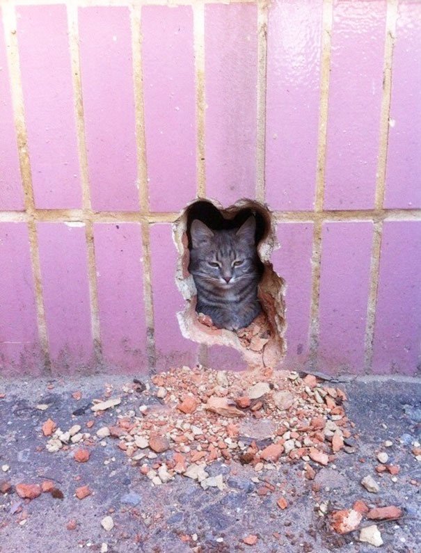 photo chat et mur parfaite