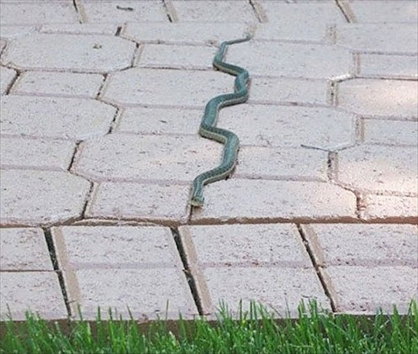 photo serpent parfait