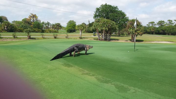 alligator golf terrain floride