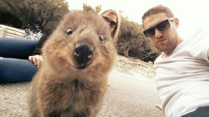 australie quokka selfie