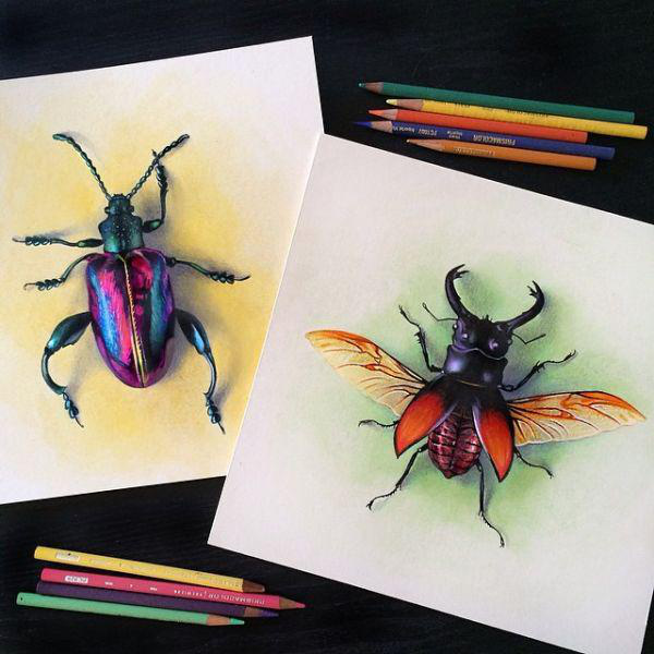 crayon scarabée