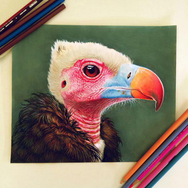 crayon vautour