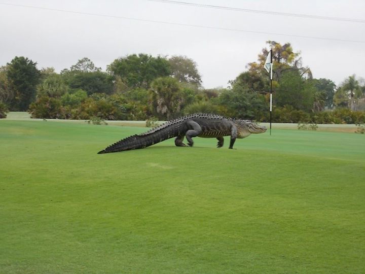 floride terrain golf alligator