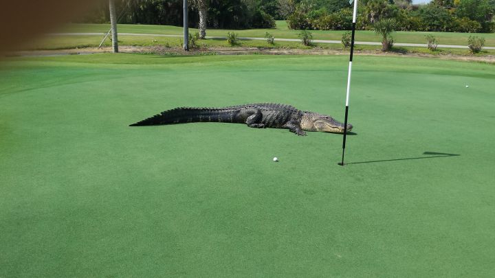 golf terrain alligator floride