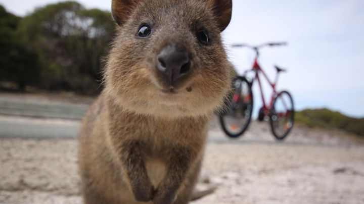 quokka australie selfie