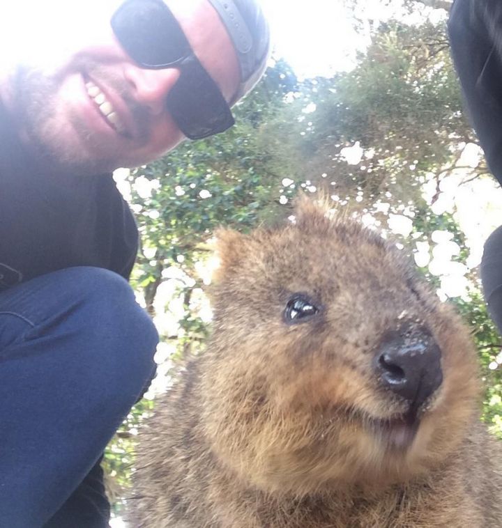 selfie quokka australie
