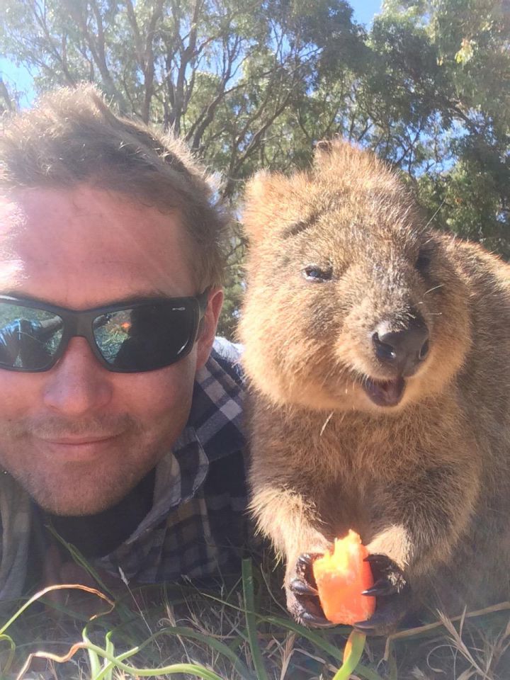 touristes quokka australie selfie