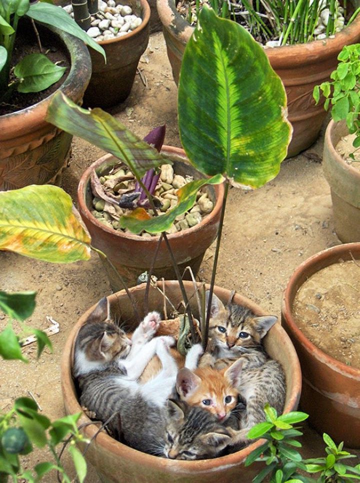Chats plantes (2)