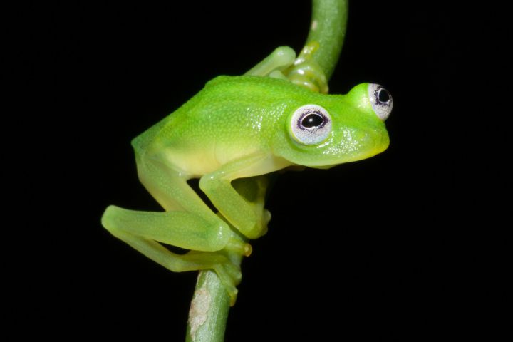 Costa Rica grenouille Kermit