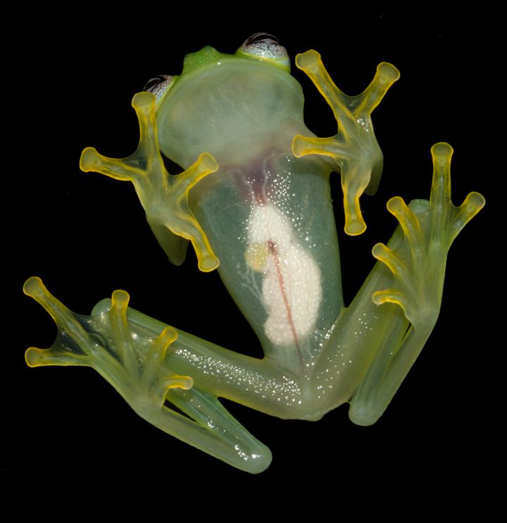 Costa Rica grenouille transparente