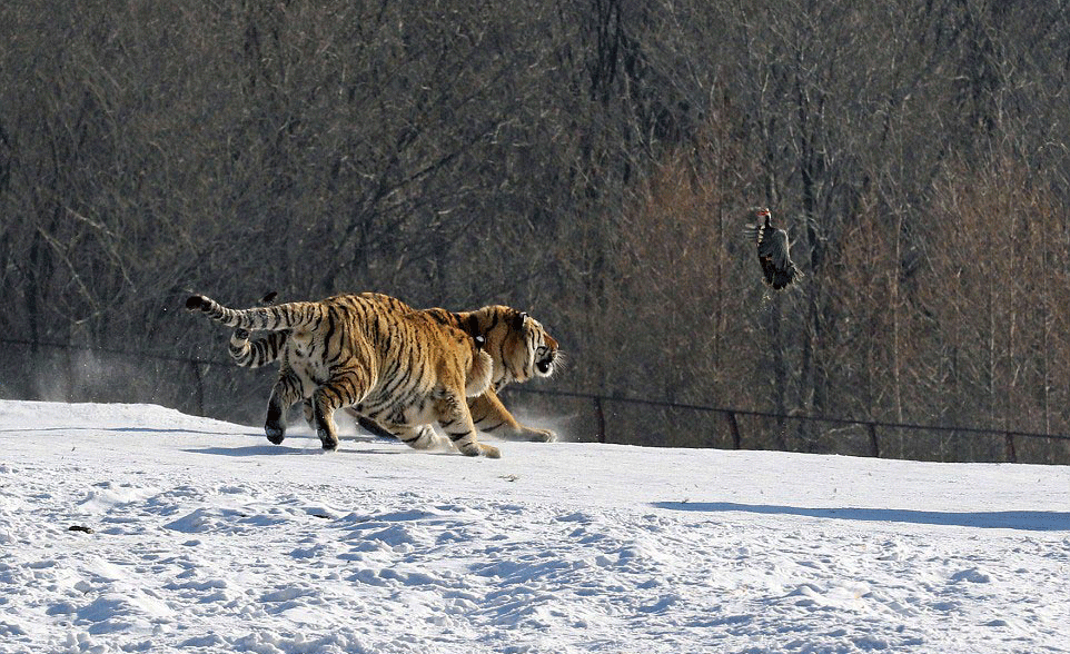 Tigre essaye attraper un oiseau