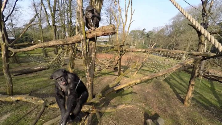 chimpanze drone branche