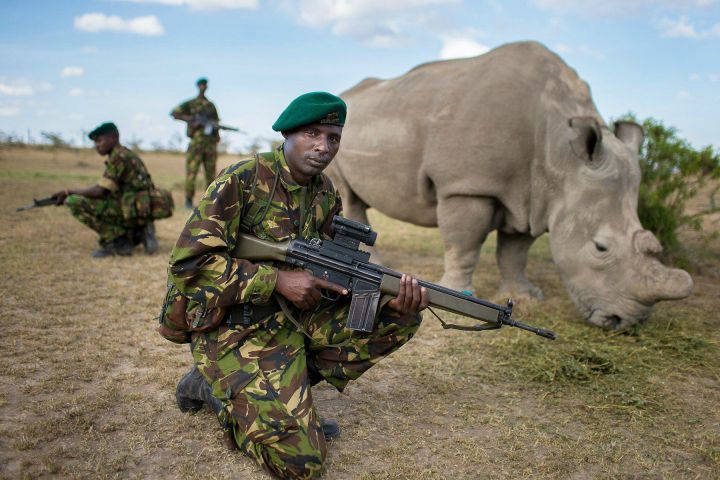 dernier rhino escorte armee 1