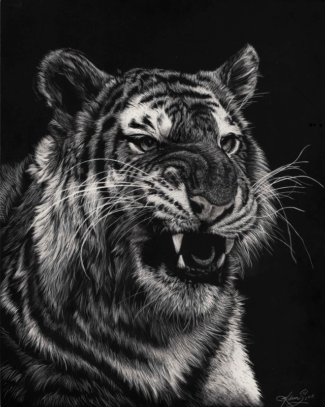 dessin de tigre noir et blanc