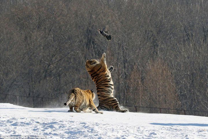 fail tigre oiseau (3)