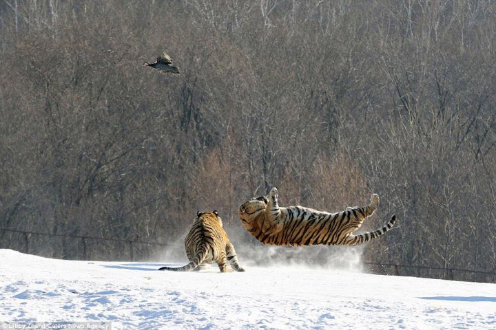 fail tigre oiseau (4)