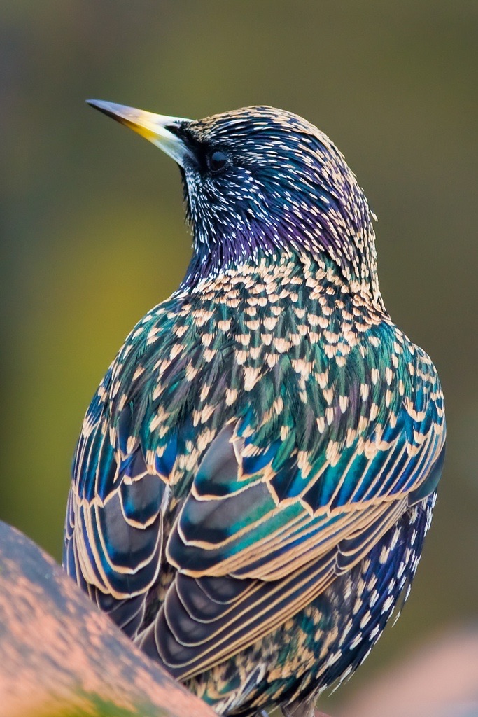 oiseau couleurs magnifiques