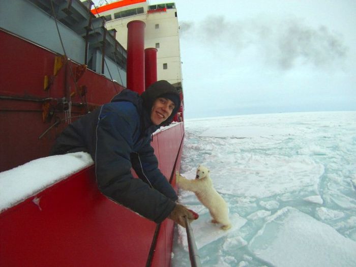 ours polaire qui pousse un bateau